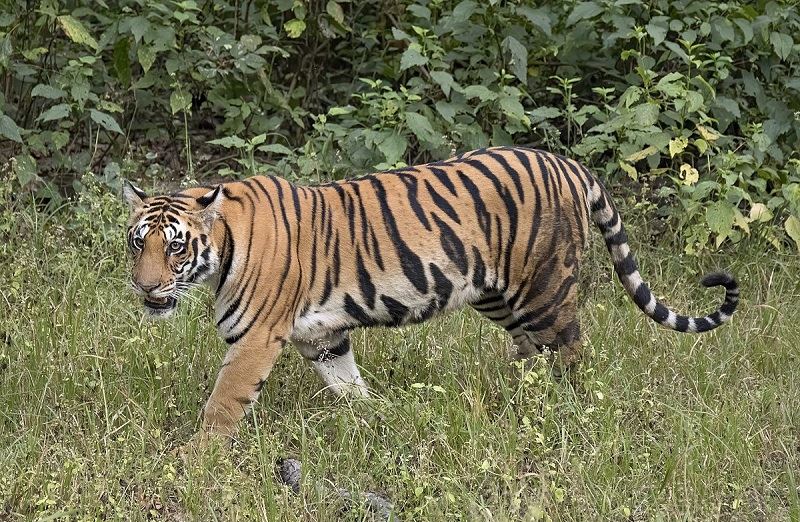 رغم خطر الانقراض.. عدد النمور البرية أعلى من المتوقع!