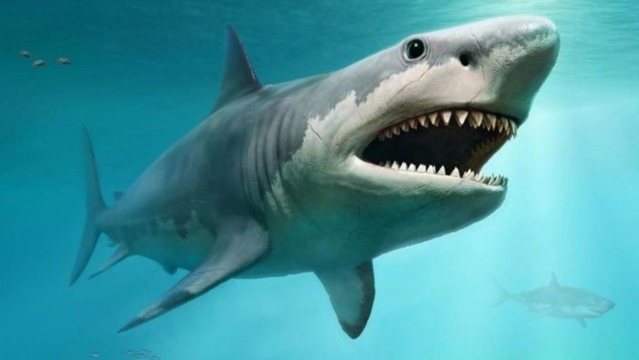 الخطر يقترب.. "دراسة مثيرة" عن أسماك القرش