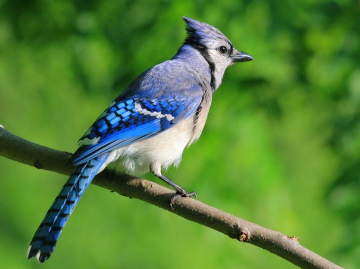 طيور مهدّدة بالانقراض تحلّق في الطبيعة من جديد