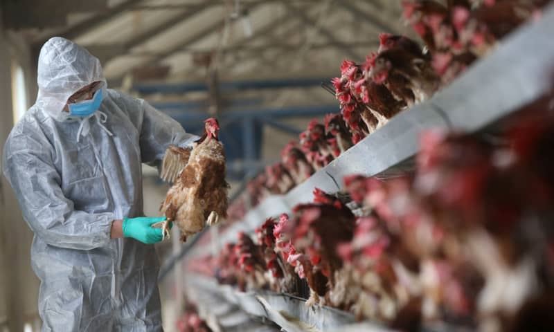 مخاوف من تحول إنفلونزا الطيور لـ"وباء بشري"