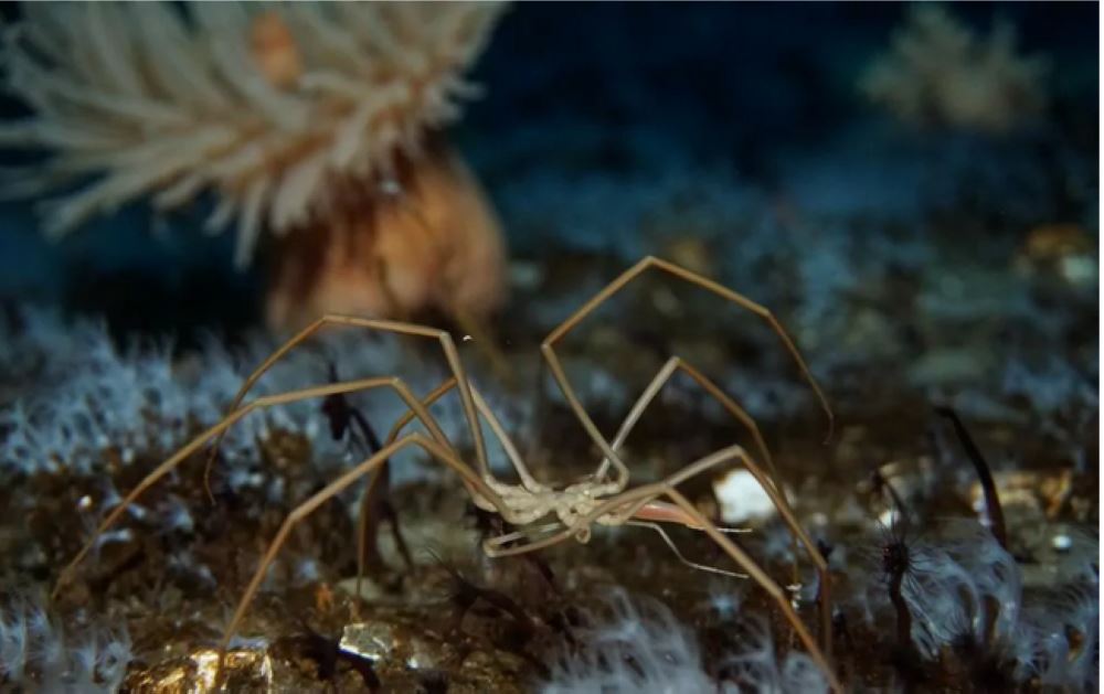 عناكب البحر تستطيع إعادة تكوين أجزاء من أجسادها