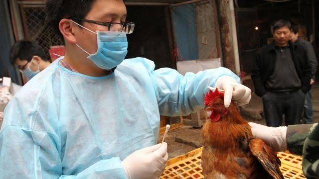 الصحة العالمية تدق ناقوس الخطر.. وضع إنفلونزا الطيور مقلق!
