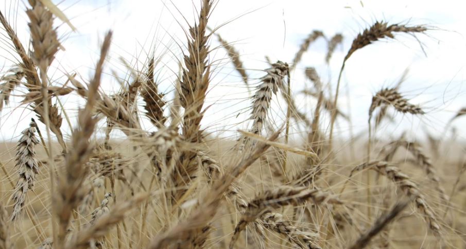 فاو: السودان يحتاج لاستيراد 3.5 مليون طن من القمح في 2023