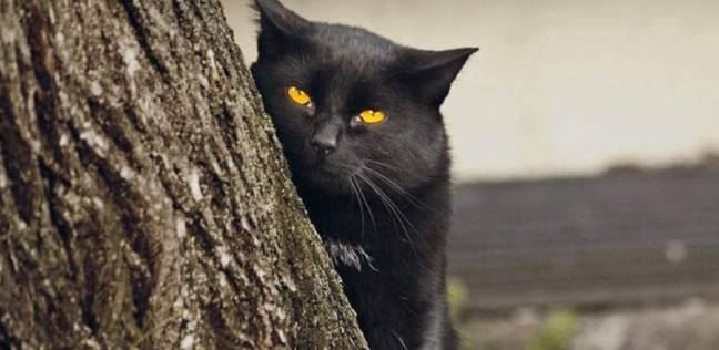 القطة السوداء... مخلوق أليف أم 