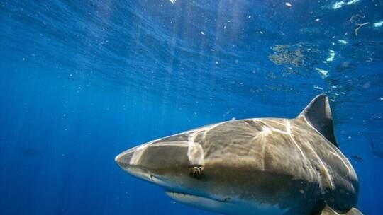 لماذا تهاجم أسماك القرش البشر؟
