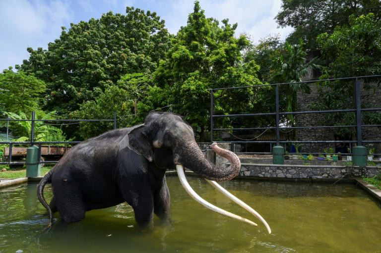 بعد مزاعم بسوء المعاملة.. تايلاند تعيد فيلا مريضا من سريلانكا بالطائرة