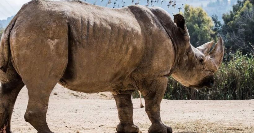 رحيل وحيد القرن "شالوم".. رمز اتفاق السلام بين مصر وإسرائيل