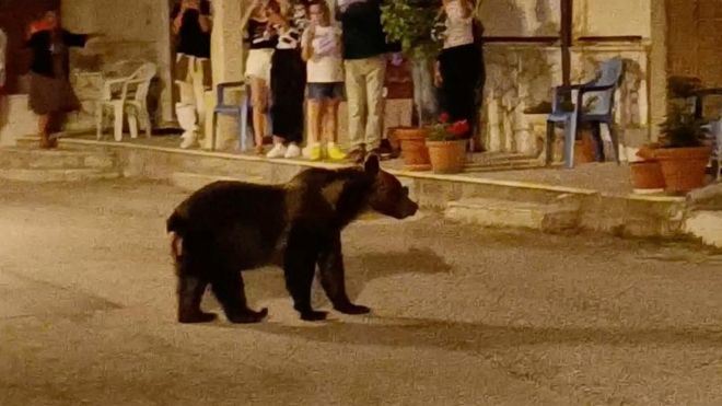 غضب في إيطاليا بعد مقتل الدبة "أمارينا" بالرصاص