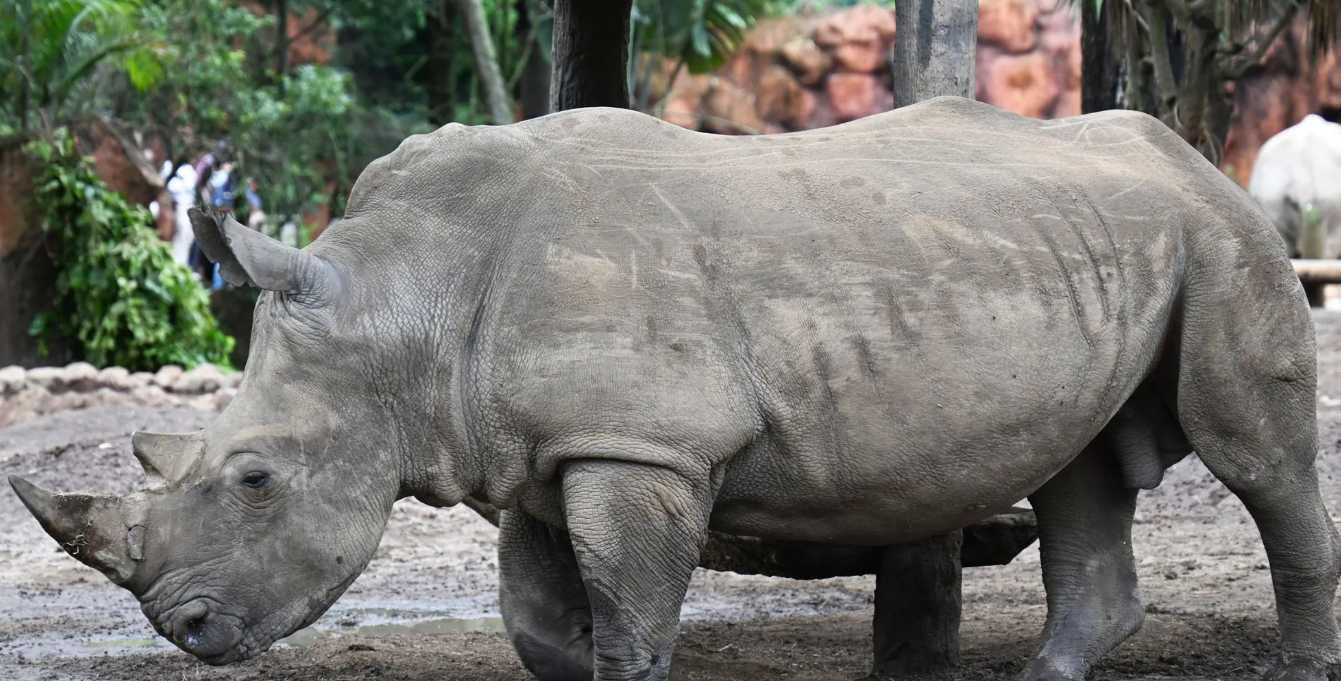وحيد قرن يقتل حارسة ويصيب آخر بجروح في حديقة حيوانات