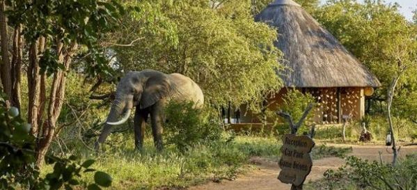 هروب عشرة أفيال من محمية في جنوب إفريقيا
