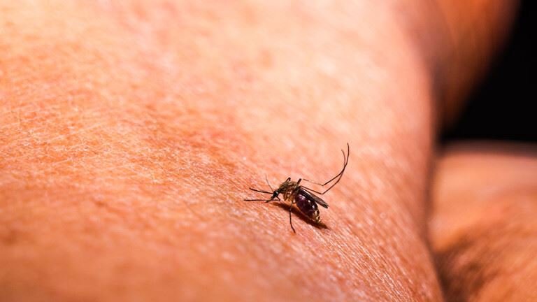 خبراء يحذرون من زيادة انتشار الملاريا بسبب التغير المناخي

