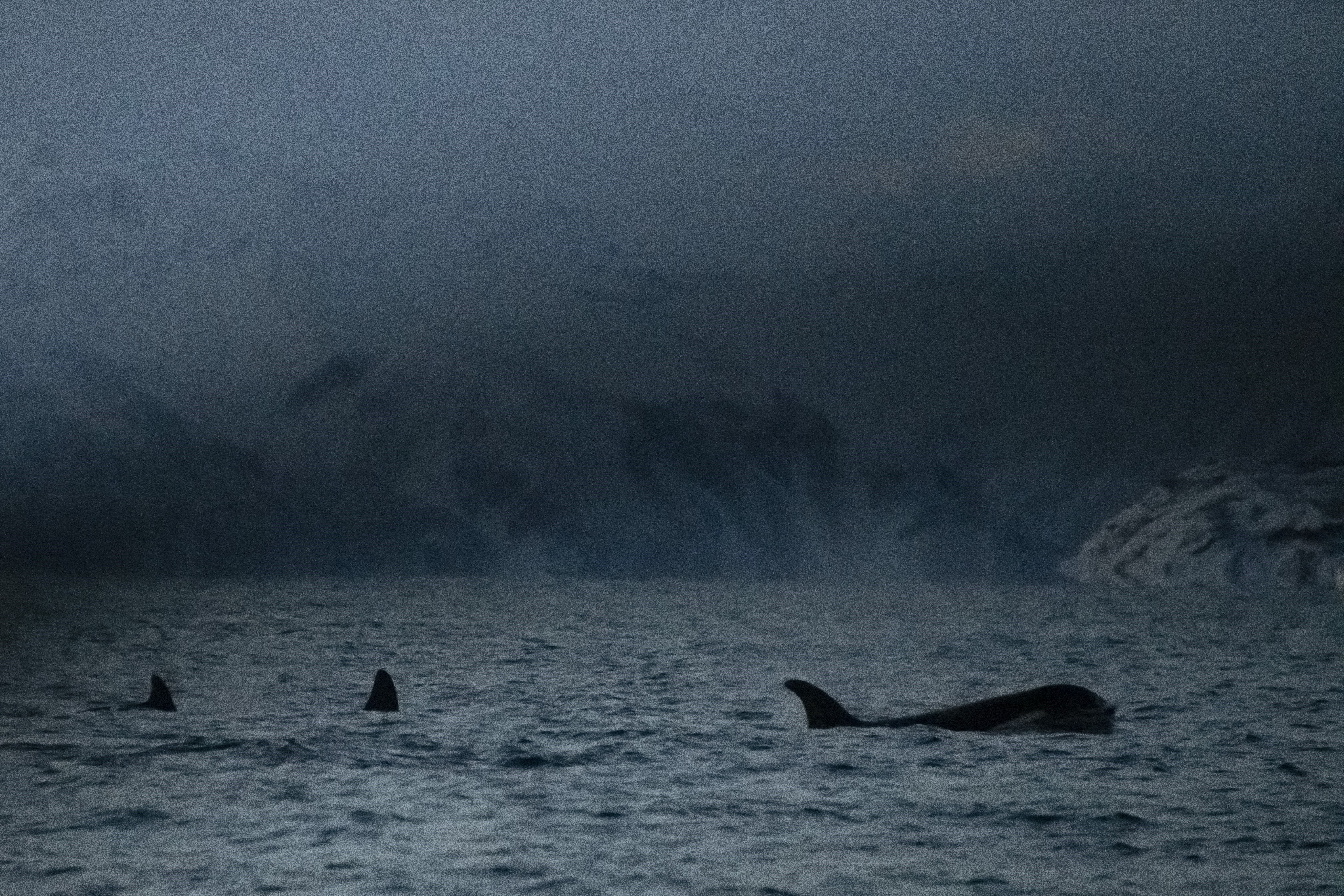 الحيتان القاتلة تتمدد في القطب الشمالي مع انحسار الطوف الجليدي