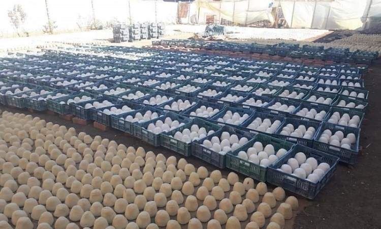 في مصر.. ضبط مصنع ينتج الجبن من "الطلاء" ويصدره للخارج