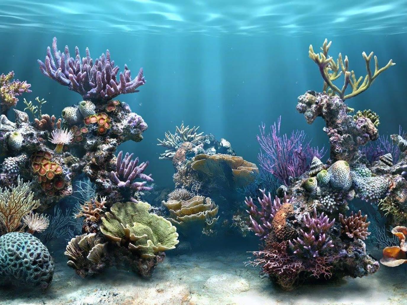 اليونسكو تتعهّد بوضع خرائط لـ80% من أعماق البحر