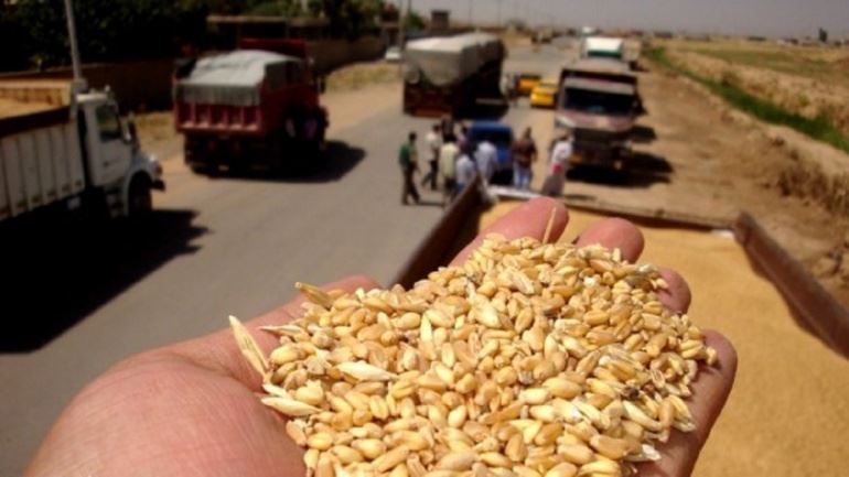 التجارة العراقية تؤكد: لم نستورد الحنطة من أوكرانيا ولا نعتمد عليها 