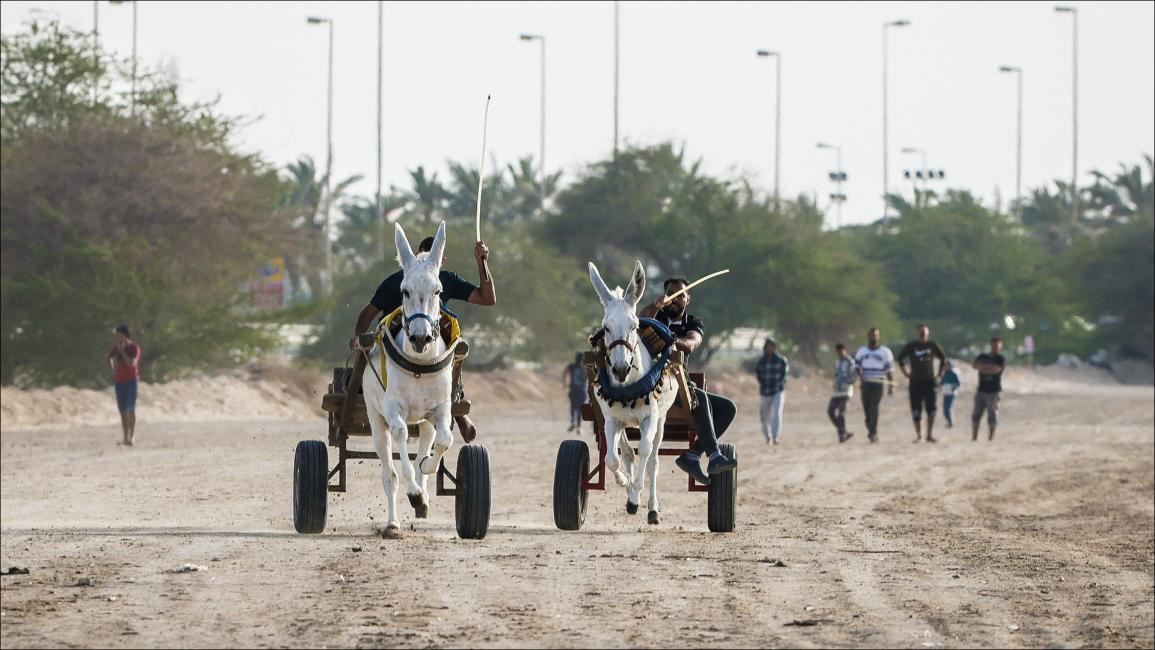 بالصور: سباق الدواب في البحرين